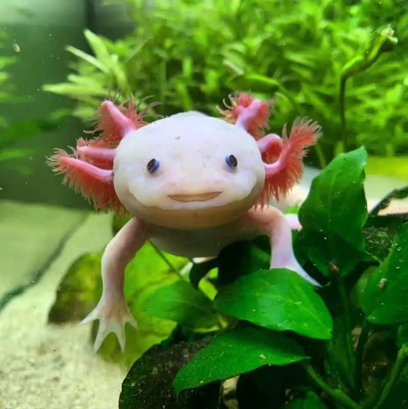 Axolotl mascot